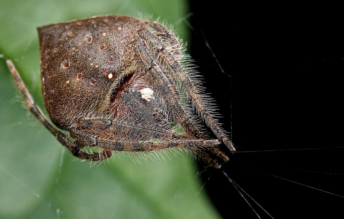 Echten Radnetzspinne (Araneidae), Udzungwa Mountains Nationalpark, Tansania