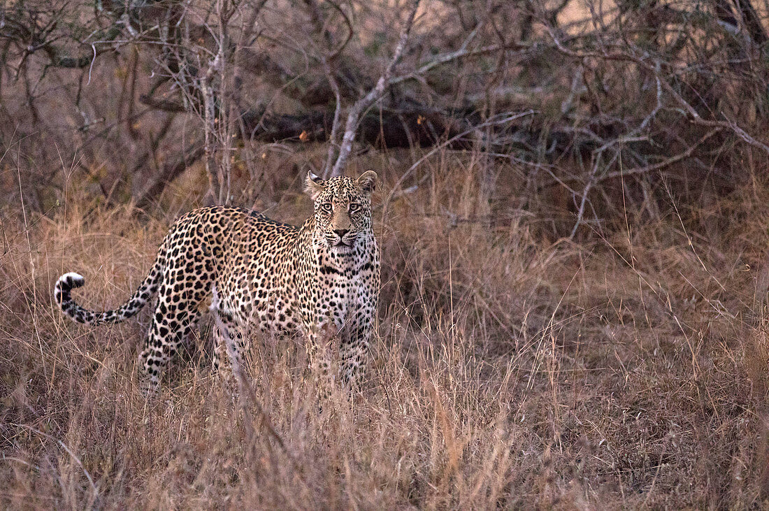 Afrikanischer Leopard (Panthera pardus) in der Savanne, Nationalpark Kruger, Südafrika, Afrika