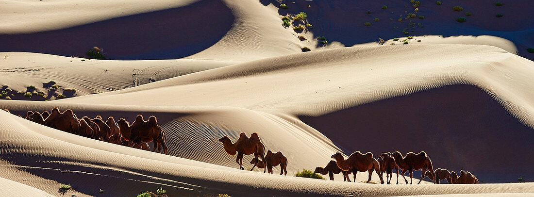 Bactrian Kamele, Wüste Badain Jaran, Wüste Gobi, Innere Mongolei, China, Asien