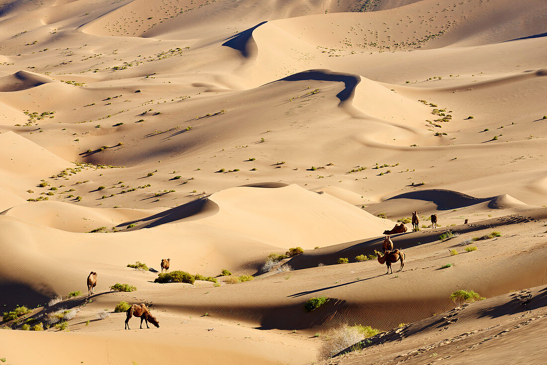 Bactrian Kamele, Wüste Badain Jaran, Wüste Gobi, Innere Mongolei, China, Asien