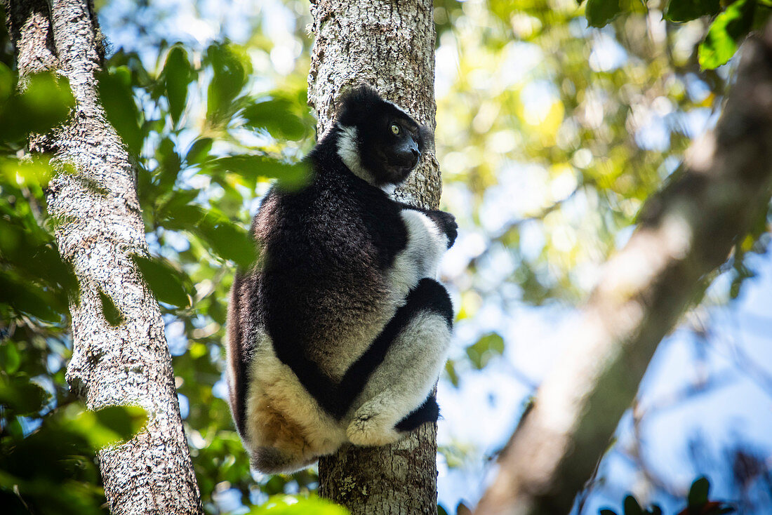 Indri (Indri Indri) Maki, Nationalpark Andasibe-Mantadia, Madagaskar, Afrika