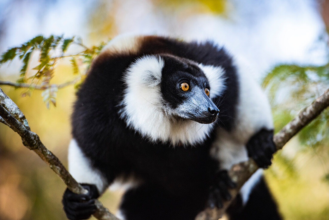 Black and White Ruffed Lemur (Varecia variegata), endemic to Madagascar, Andasibe, Africa