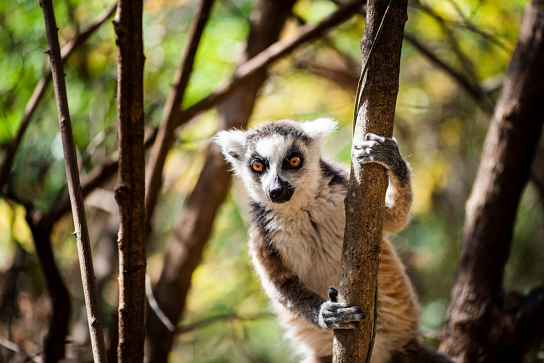 Katta (Lemur catta), Anja-Gemeinschaftsreservat, Region Haute Matsiatra, Madagaskar, Afrika