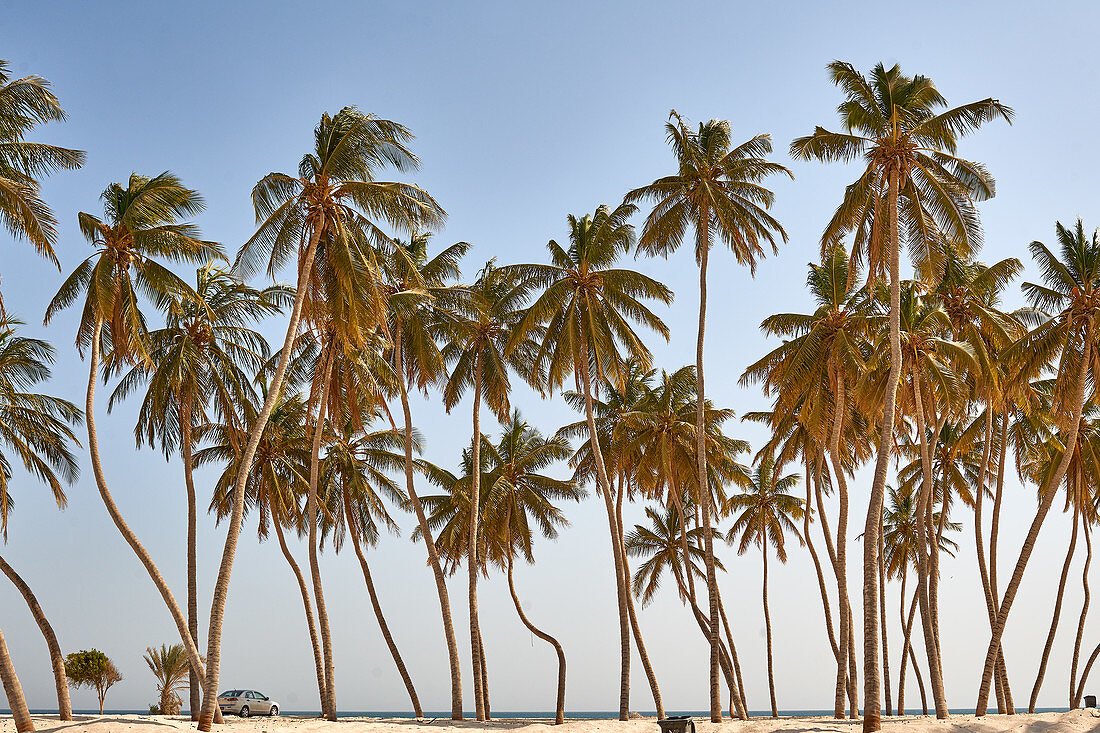 Kokosnusspalmen an einem öffentlichen Strand, Oman