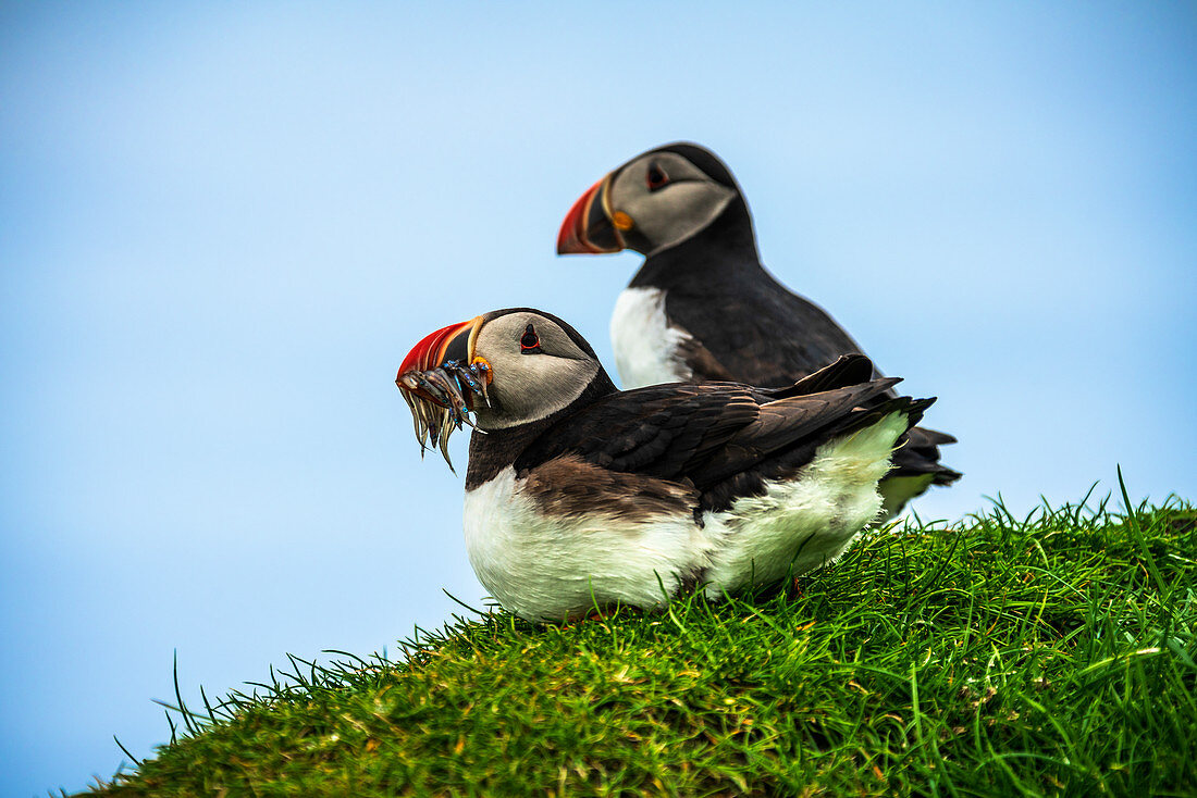 Atlantic puffins on grass, Mykines island, Faroe Islands, Denmark, Europe