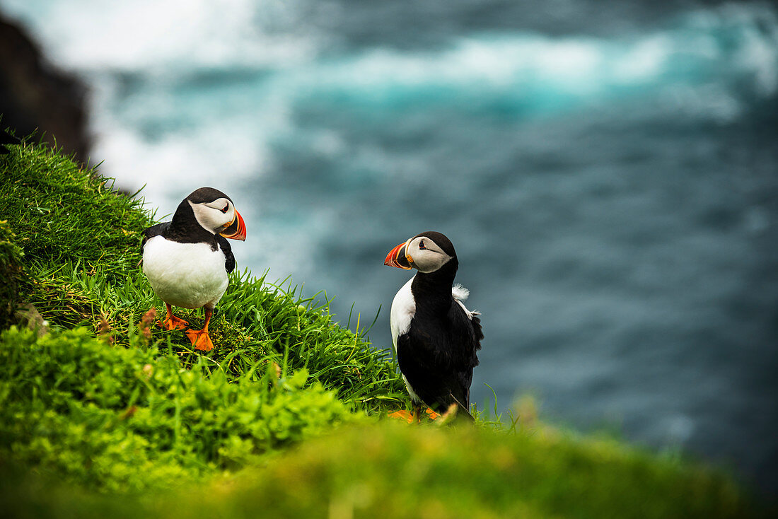 Couple of Atlantic puffins on cliff, Mykines island, Faroe Islands, Denmark, Europe