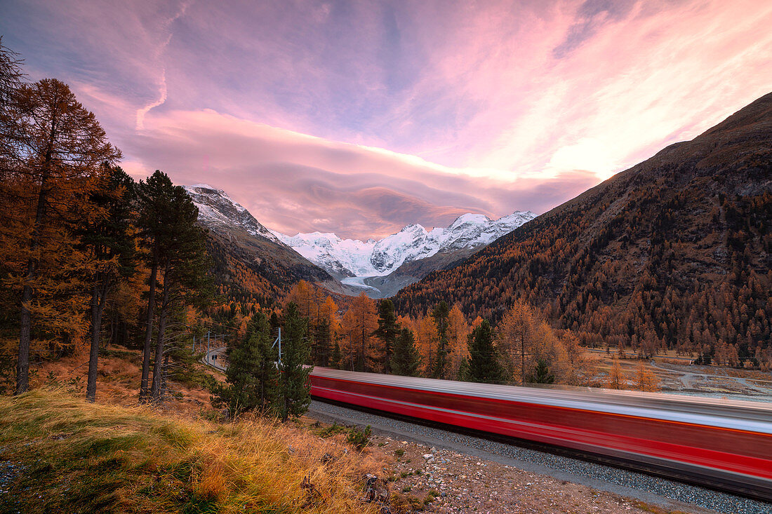 Bernina Express train and colorful woods in autumn, Morteratsch, Engadine, canton of Graubunden, Switzerland, Europe
