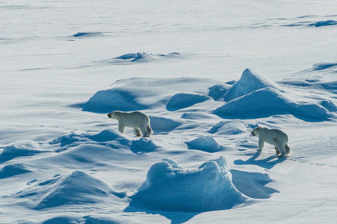 Eisbärjunge (Ursus maritimus) in der hohen Arktis nahe dem Nordpol, Arktis, Russland, Europa