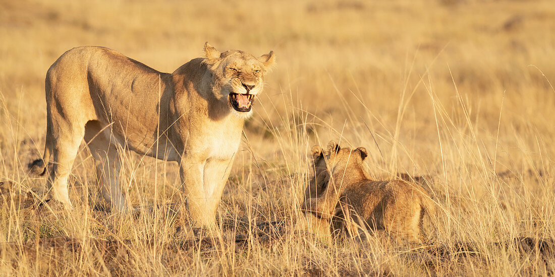 Roaring lioness with cubs, Masai Mara, Kenya, East Africa, Africa