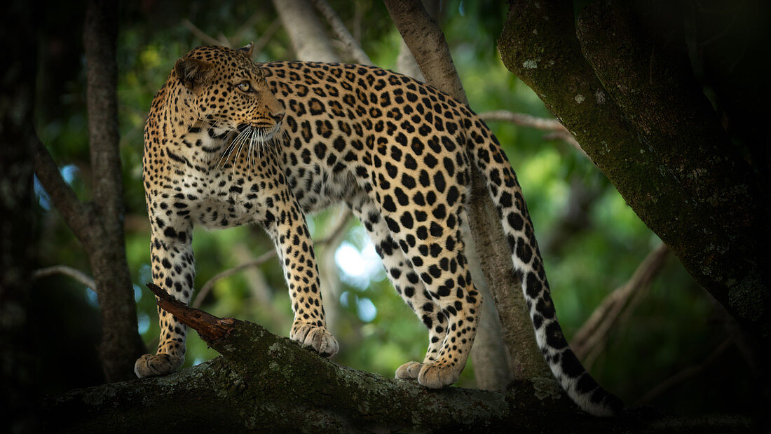Leopard in a tree, Masai Mara, Kenya, East Africa, Africa