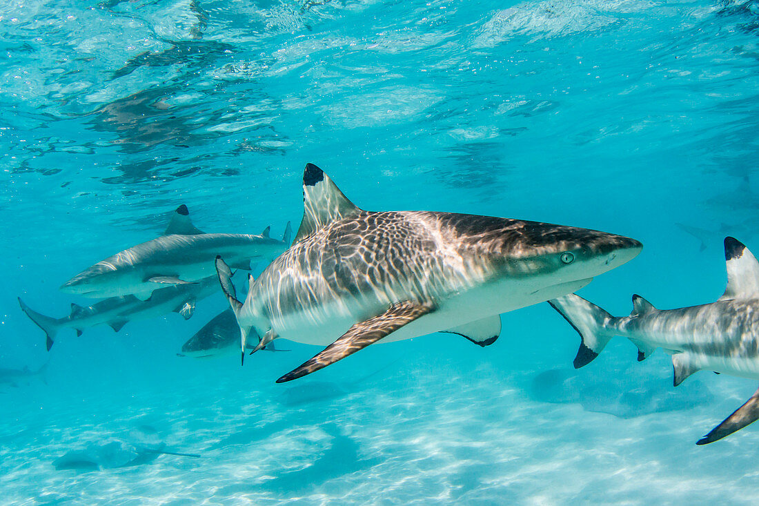 Blacktip reef sharks (Carcharhinus melanopterus) cruising the shallow waters of Moorea, Society Islands, French Polynesia, South Pacific, Pacific