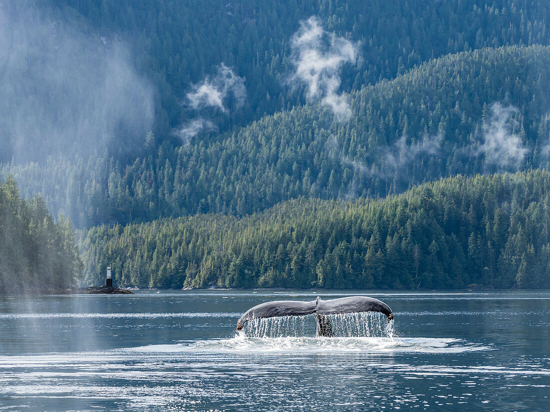 A lone humpback whale (Megaptera novaeangliae), flukes-up dive in Graham Reach, British Columbia, Canada, North America