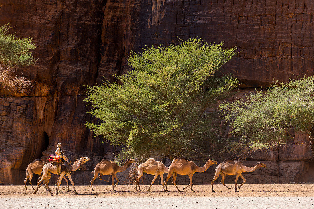 Kamelkarawane, Guelta d'Archei-Wasserloch, Ennedi-Hochebene, UNESCO-Welterbestätte, Tschad, Afrika