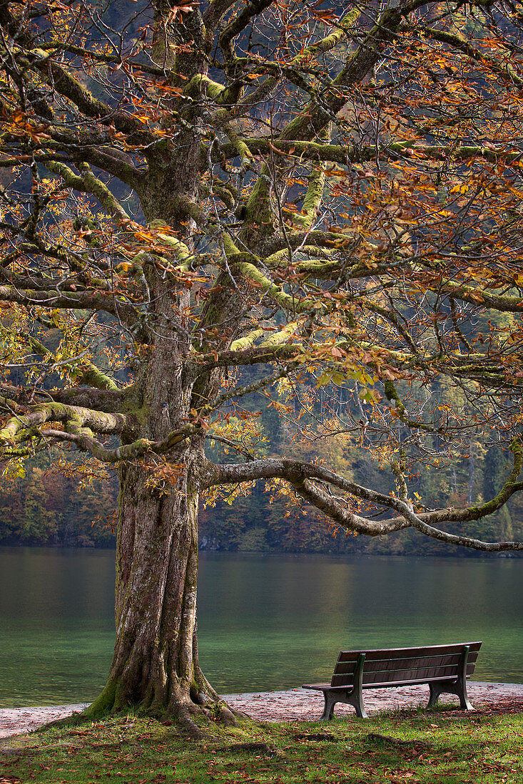 Tree and bench on shore of Konigssee lake, Bavaria, Germany