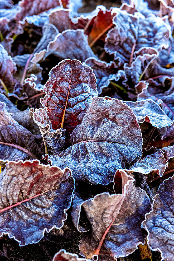 Close-up of frost covered lettuce in a garden in the autumn