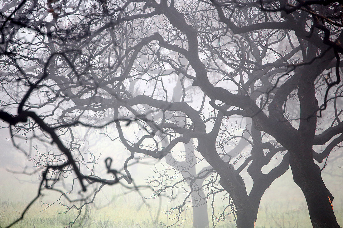 Eichenwald (Quercus Ilex) in der Nähe von Rio Tinto in der Dämmerung mit Nebel, Huelva-Provinz, Spanien