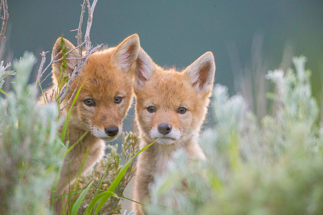 Portrait of two coyote pups hiding in grass looking at camera, Jackson Hole, Wyoming, USA