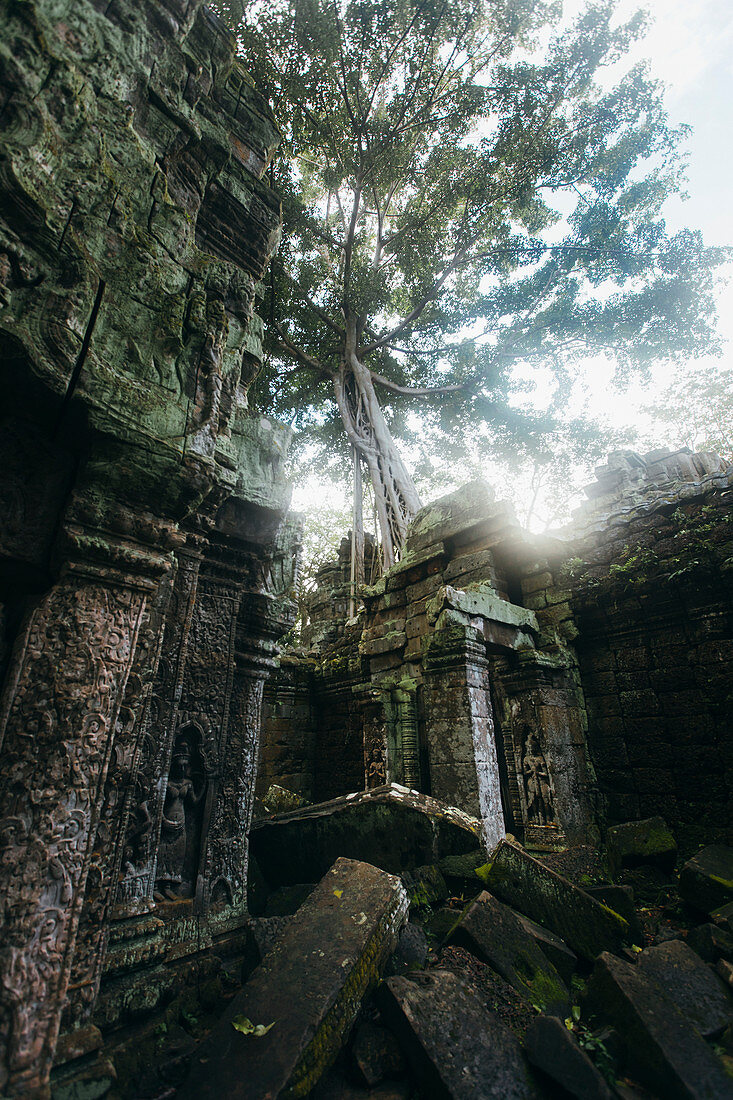 Baum in alten verlassenen Ruinen, Siem Reap, Siem Reap, Kambodscha