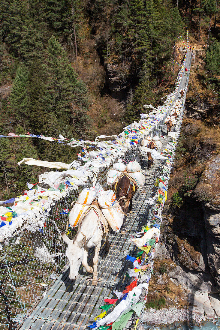 Pferde überqueren eine nepalesische Hängebrücke über eine tiefe Schlucht auf dem Weg zum Namche Bazar, Weg zum Everest Base Camp (EBC), im nepalesischen Himalaya