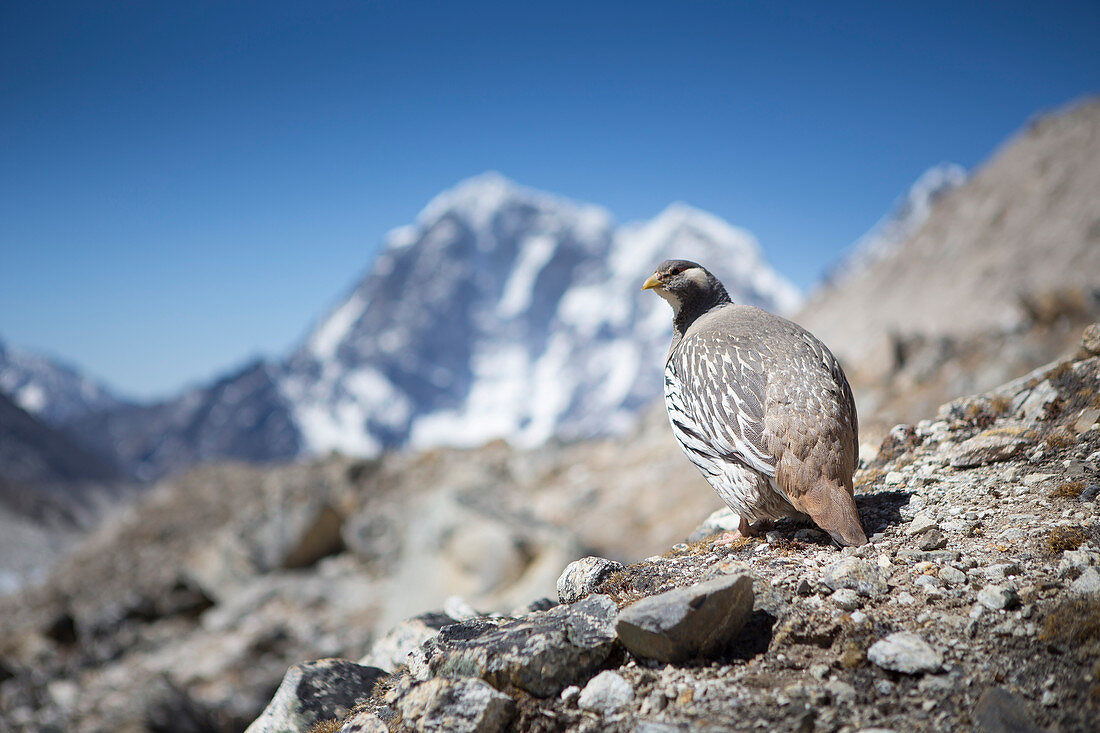 A Tibetan Snowcock between Gorak Shep and Everest Base Camp. The trek to Everest Base Camp (EBC) is possibly the most dramatic and picturesque in the Nepalese Himalaya. Not only will you stand face to face with Mount Everest, Sagarmatha in Nepali language, at 8,848 m (29,029 ft), but you will be following in the footsteps of great mountaineers like Edmund Hillary and Tenzing Norgay. The trek is scenic and offers ever-changing Himalayan scenery through forests, hills and quaint villages. A great sense of anticipation builds as you trek up the Khumbu Valley, passing through intriguing Sherpa vil