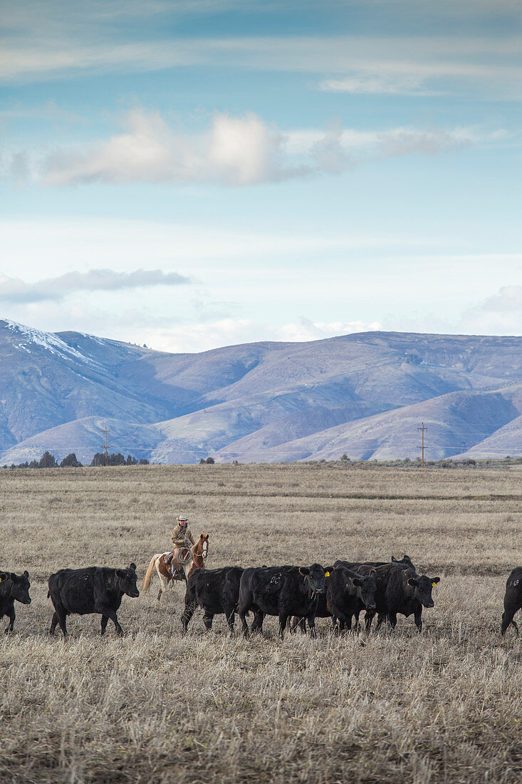 Clouds over rancher herding cattle on horseback, Oregon, USA