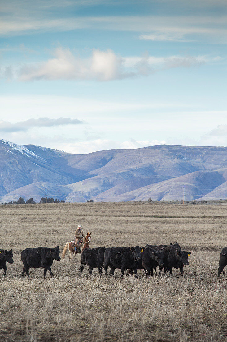 Viehzüchter auf Pferd beim Treiben von Rindern, Oregon, USA