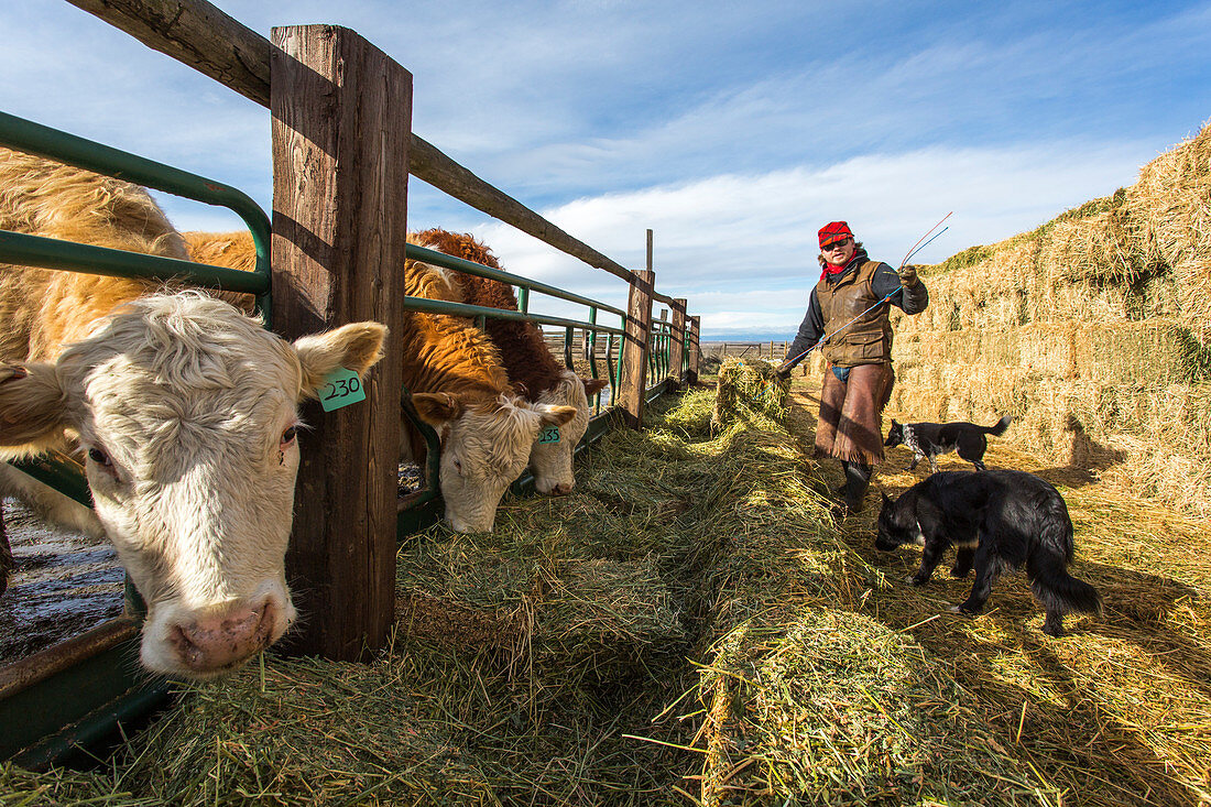 Male rancher feeding cattle with hay during sunny weather, Grass Valley, Oregon, USA