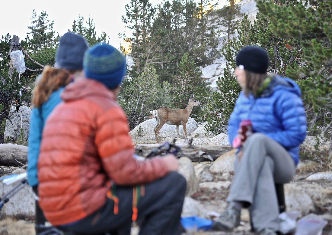 Rucksacktouristen beobachten ein Reh beim Frühstück am Grouse Lake, Kings Canyon Nationalpark in Kalifornien, USA