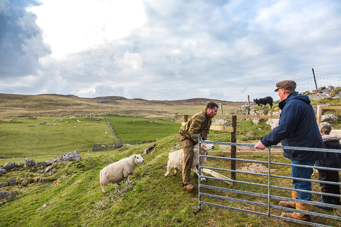 Schäfer mit Schafen auf hügeligen Wiesen, Schottland, Großbritannien