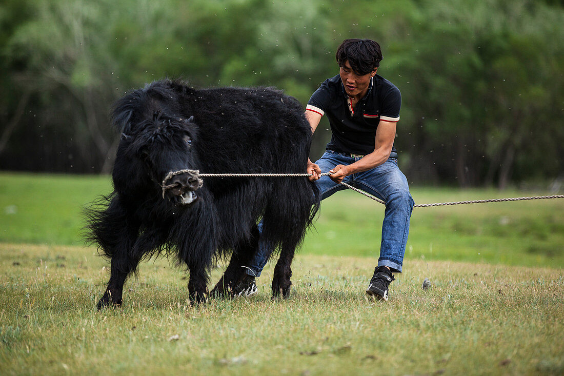 Mann versucht wilden Yak zu zähmen, Bulgan, Zentralmongolei, Mongolei