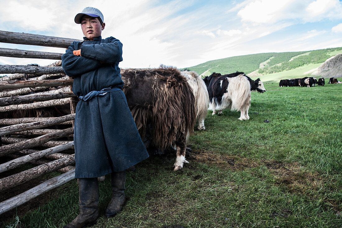 A Mongol nomad boy at his yak stable. Yak in Mongolia is milked twice a day, Bulgan, Central Mongolia, Mongolia