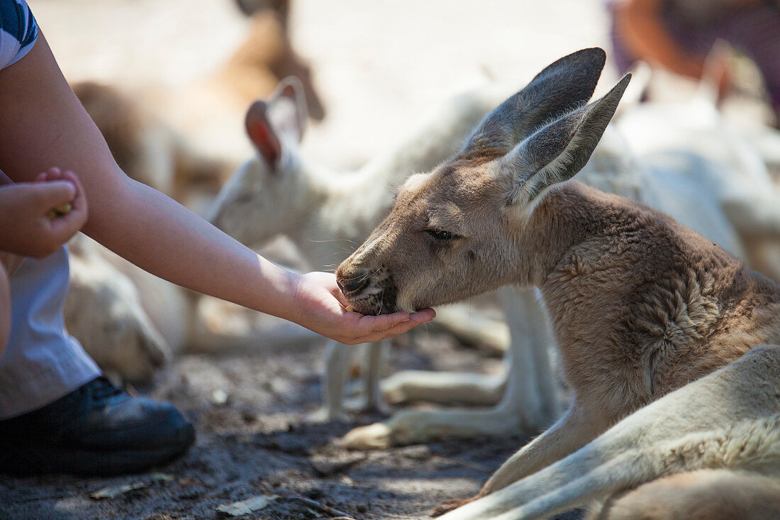 Close up of hand of person feeding kangaroo at Perth Zoo, Western Australia