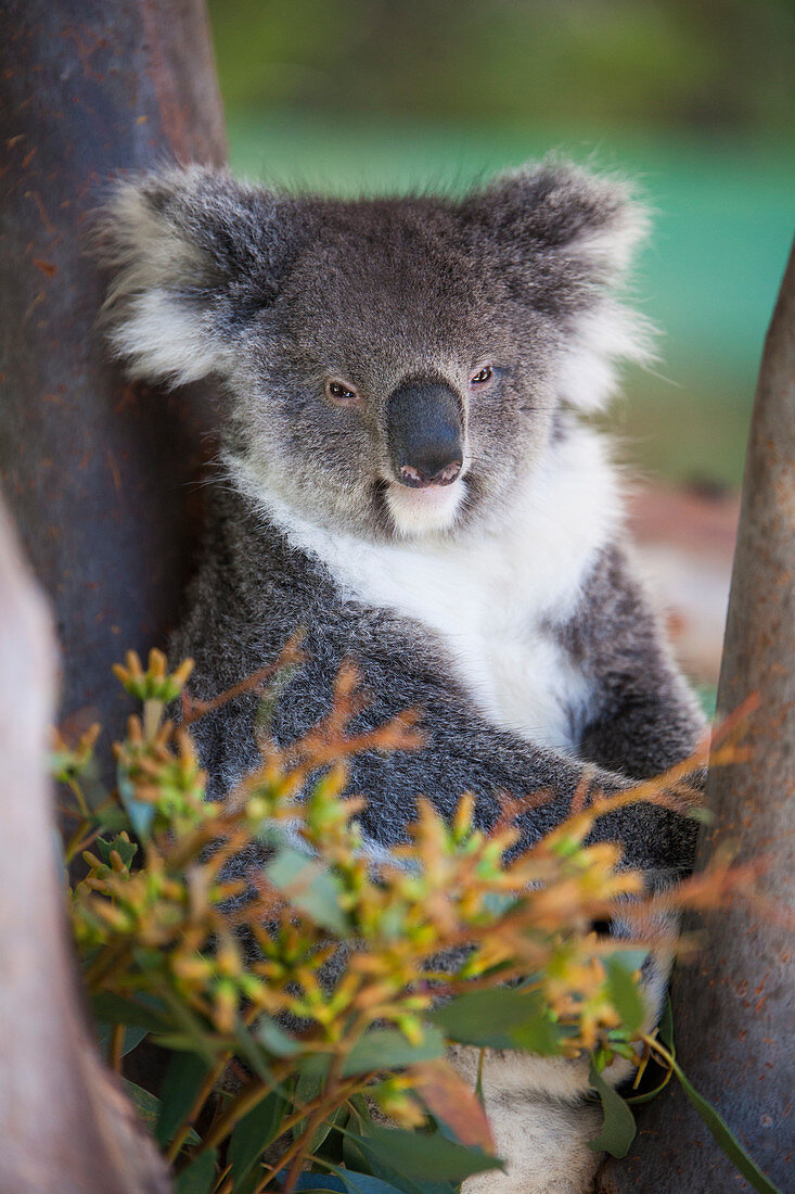 Beautiful nature photograph of single koala (Phascolarctos cinereus), Australia