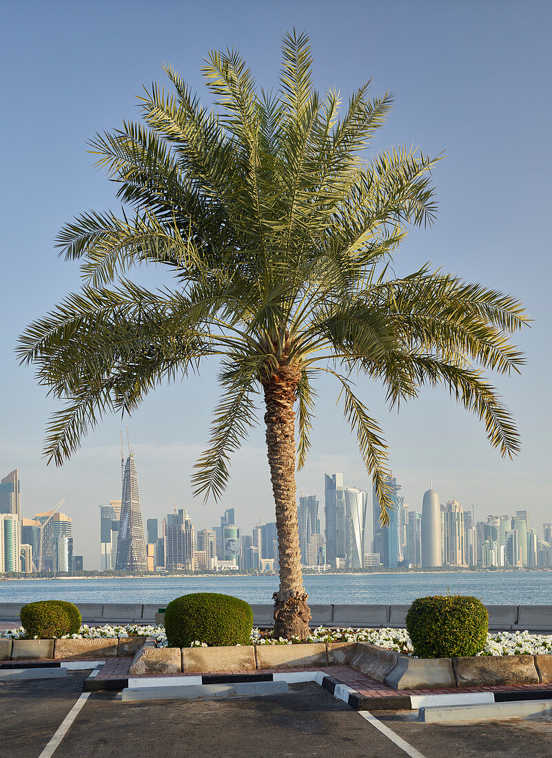 Palm trees at Corniche Promenade, West Bay, Doha, Qatar