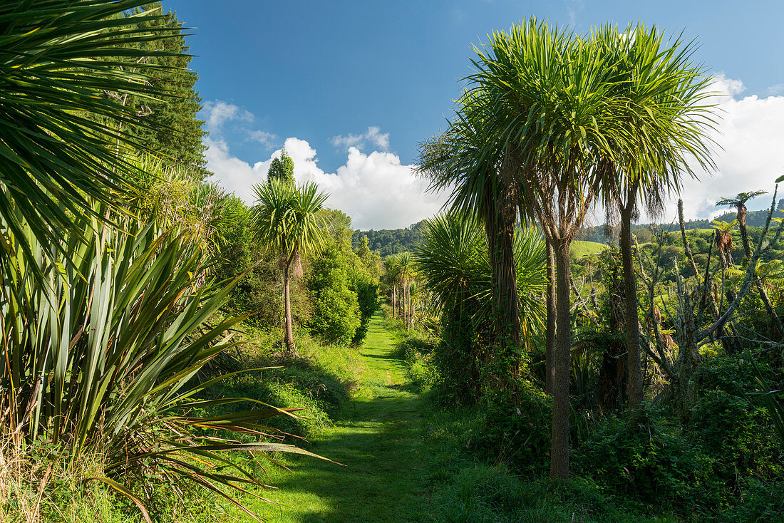 Walk along the Hamurana Springs, Rotorua, Bay of Plenty, North Island, New Zealand, Oceania