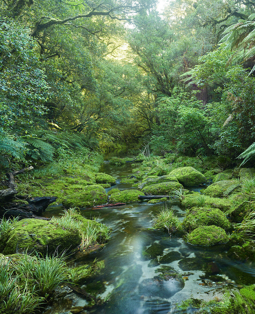 Rainforest, Omanawa Gorge, Bay of Plenty, North Island, New Zealand, Oceania