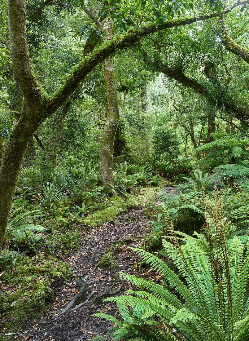 Regenwald am Weg zu den Korokoro Falls, Te Urewera Nationalpark, Nordinsel, Neuseeland, Ozeanien