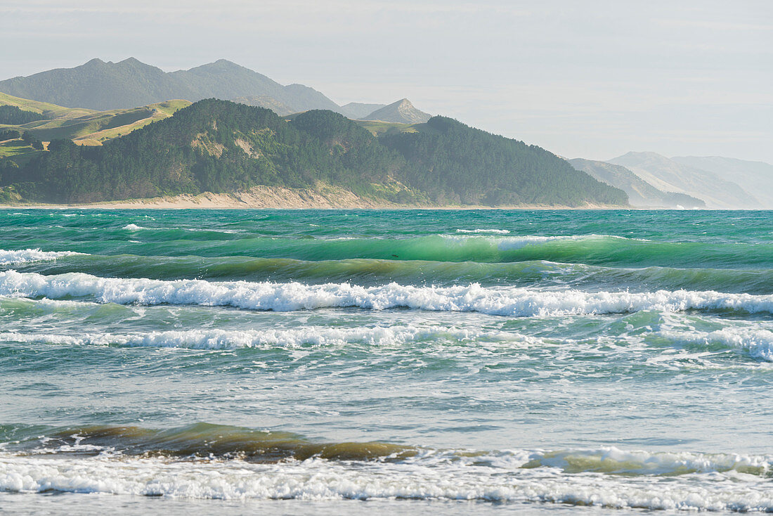 Coast at Castle Point, Wellington, North Island, New Zealand, Oceania