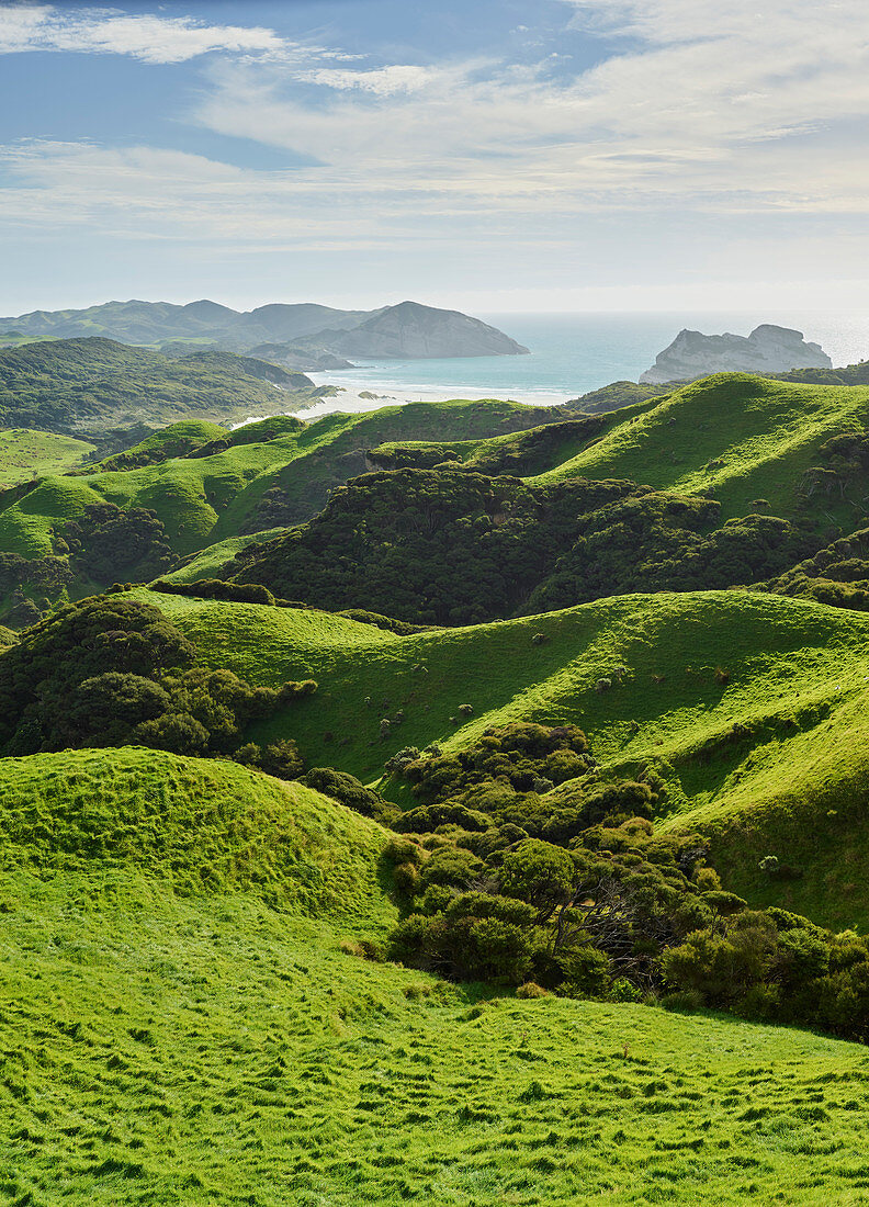 Küste nahe Wharariki Beach, Tasman, Südinsel, Neuseeland, Ozeanien