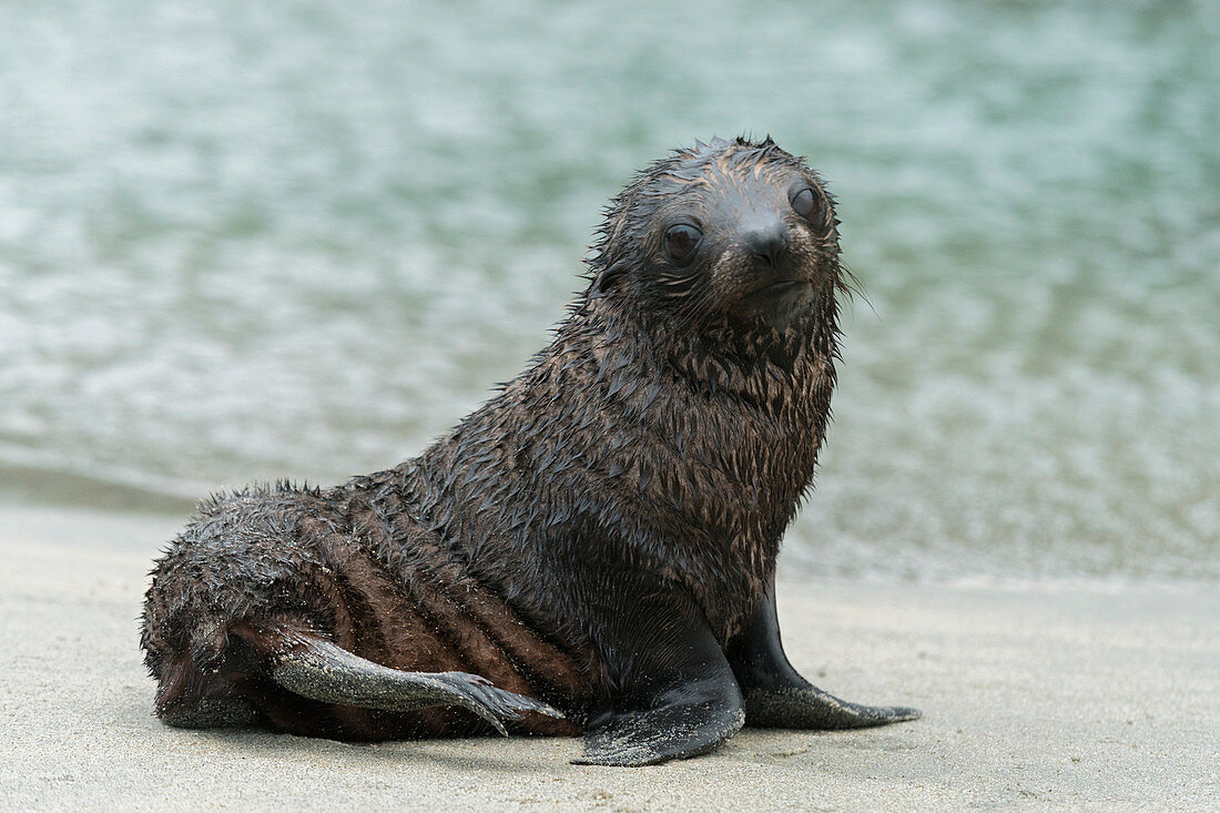 junge Robbe, Wharariki Beach, Tasman, Südinsel, Neuseeland, Ozeanien