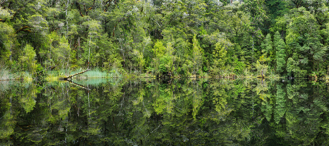 Mirror Lake, Oparara Basin, Kahurangi National Park, West Coast, South Island, New Zealand, Oceania