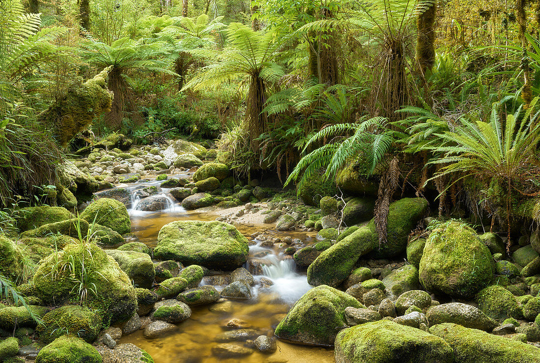 Regenwald, Oparara Basin, Kahurangi Nationalpark, West Coast, Südinsel, Neuseeland, Ozeanien