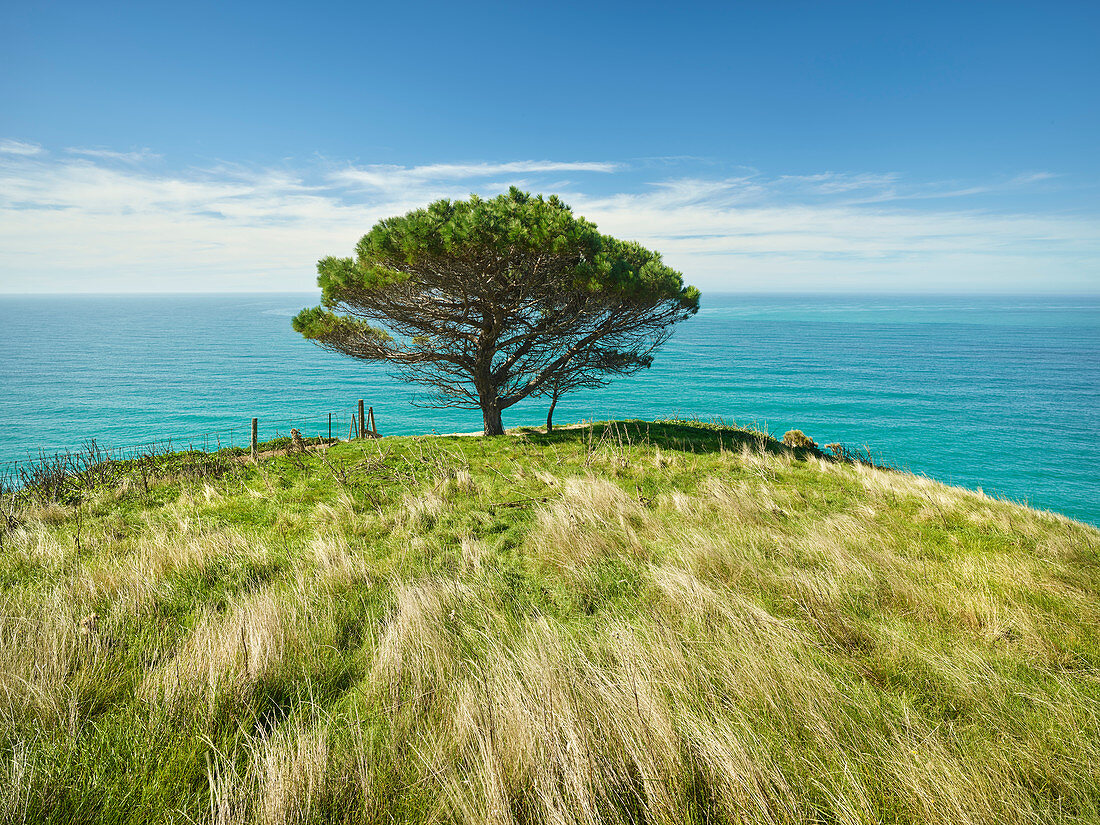 Kiefer, Decanter Bay, Banks Peninsula, Canterbury, Südinsel, Neuseeland, Ozeanien