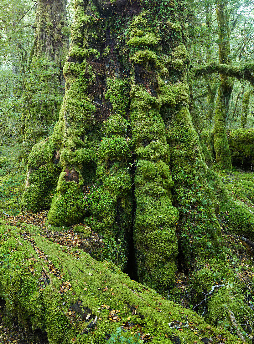 Rainforest at Lake Gunn Walkway, Fiordland National Park, Southland, South Island, New Zealand, Oceania