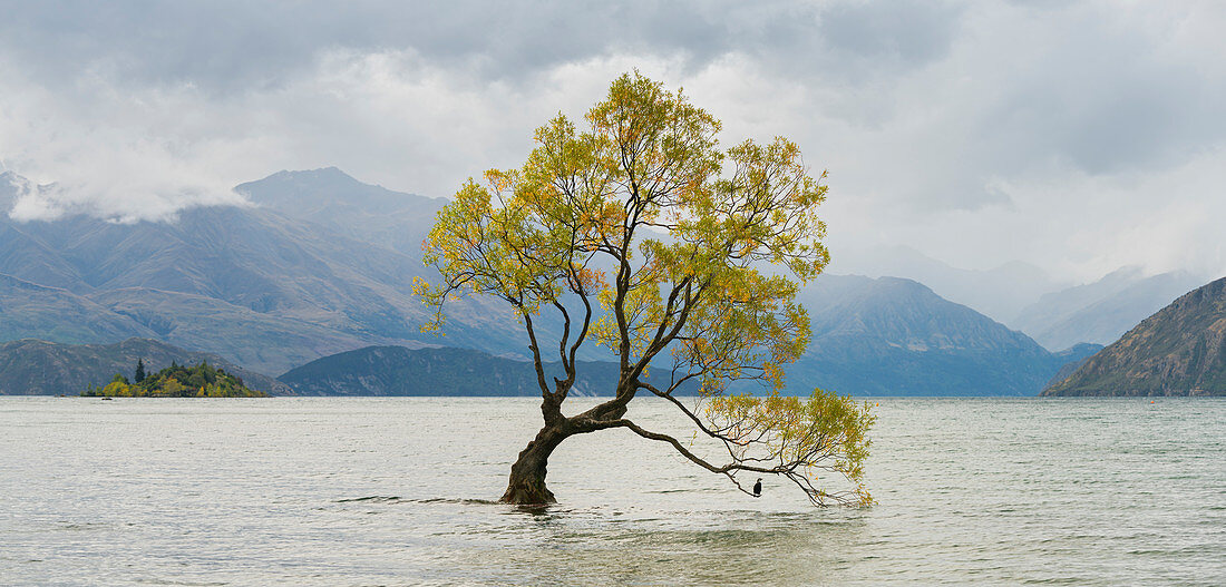 The Wanaka Tree, Lake Wanaka, Otago, Südinsel, Neuseeland, Ozeanien
