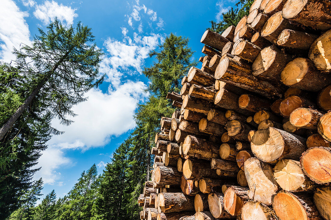 Riesiger Stapel mit Holzstämmen aus Nadelholz, Radein, Südtirol, Alto Adige, Italien