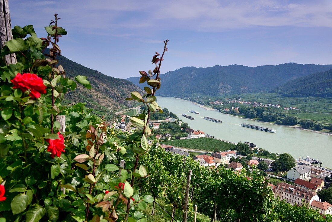 Blick über Spitz an der Donau in der Wachau, Niederösterreich, Österreich