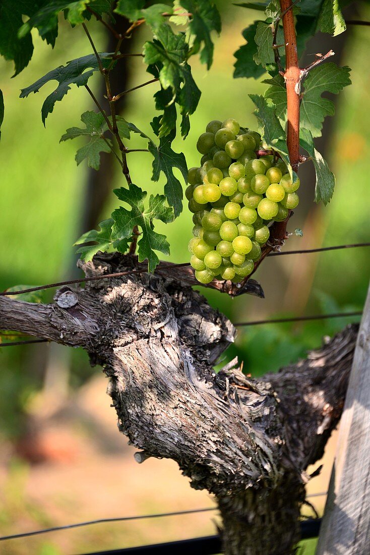 Viticulture near Hofarnsdorf near Spitz on the Danube in the Wachau, Lower Austria, Austria