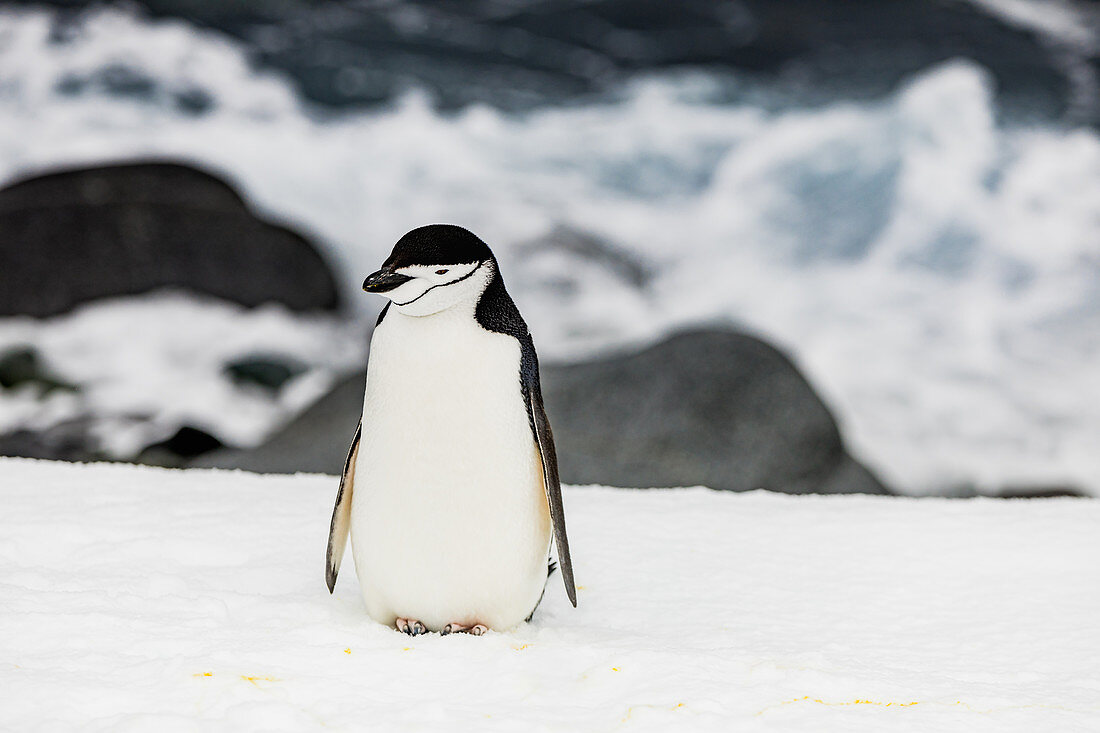 Chinstrap Penguin roaming around in scenic Antarctica, Polar Regions