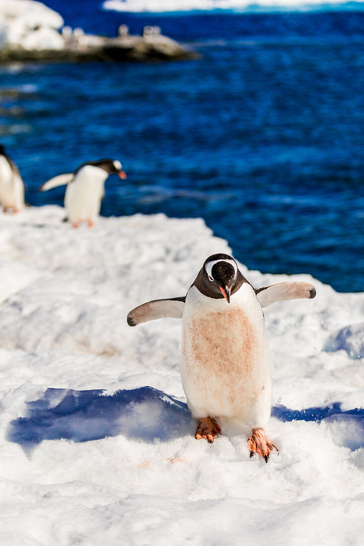 Gentoo penguin roaming around in scenic Antarctica, Polar Regions